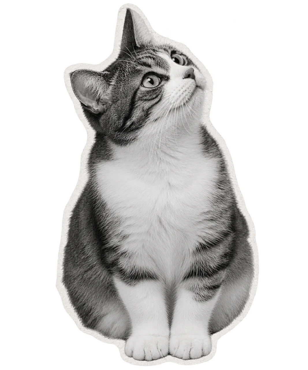 上を見上げる猫の仮写真